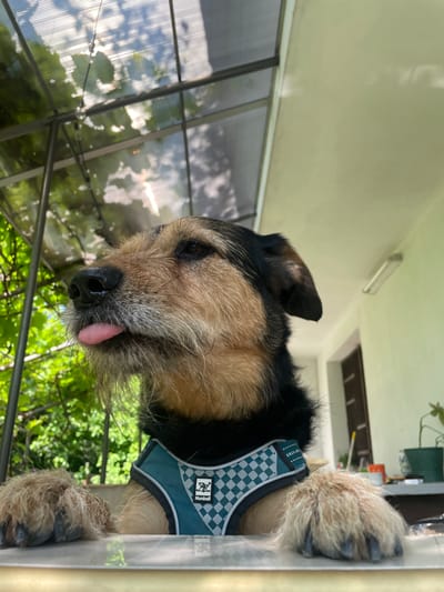 A medium shot captures a dog from the chest up, positioned on a table. The dog, a mixed breed with brown and black fur, wears a turquoise harness with a checkered pattern and the "Nunbell" logo. Its head is turned to the left, with its tongue sticking out. In the background, a translucent roof structure with visible sunlight filtering through is present, along with lush green foliage and a light-colored wall with a fluorescent light fixture. The scene appears to be an outdoor patio or enclosed space, possibly a veranda or a greenhouse, located in Rudartsi, Bulgaria.