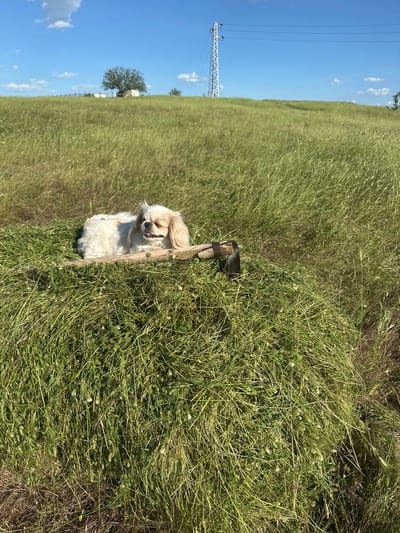 The image depicts a dog lying on a grassy field in Bryastovets, Bulgaria. The dog, a small, white and tan breed with long fur, is positioned near a wooden post with a metal cup attached to it. The field is characterized by tall, green grass. In the background, a blue sky is visible along with a utility pole and some trees.
