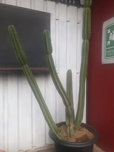 A tall, multi-branched cactus is the primary subject of this image, potted in a large black container filled with soil and what appears to be dried plant matter. The cactus stems are thick, green, and segmented, with rows of small spines. The plant is positioned in front of a white, corrugated metal wall. Above the cactus, a portion of a red wall is visible, and a green and white sign with pictograms of people and arrows, along with the Indonesian text "TITIK KUL" and "ASSEMBL", is mounted on the red wall. The scene appears to be outdoors, possibly in a shaded area given the lighting. The overall impression is one of a garden or an outdoor space in a tropical or subtropical climate. The image is taken from a slightly low angle, looking up at the cactus.