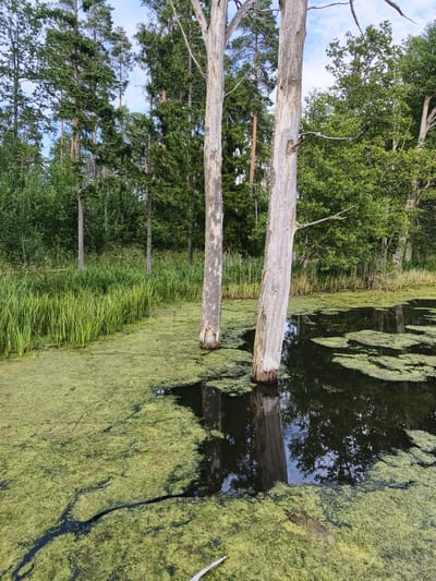 The image depicts a serene, natural scene in Slaka, Sweden, featuring a body of water covered in a thick layer of green algae. Two prominent, dead trees rise vertically from the water, their weathered trunks contrasting with the lush greenery surrounding them. The water's surface reflects the sky and surrounding foliage, adding depth to the composition. Tall grass lines the edge of the water, and beyond that, a dense forest of evergreen trees forms the backdrop. The overall impression is one of untouched nature, a tranquil landscape characteristic of the Swedish countryside.