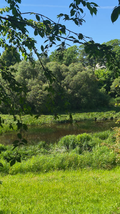 The image shows a narrow, winding stream or ditch bordered by lush green grass on one side and dense foliage on the other. The sun is shining, casting shadows and highlighting the textures of the grass and leaves. In the foreground, the branches of a tree with dark green leaves and small, dark berries are visible, silhouetted against a bright blue sky. The scene appears to be a natural, undeveloped area, likely a park or a rural landscape. The overall impression is one of peacefulness and natural beauty, with the vibrant green of the vegetation and the clear blue sky suggesting a warm, sunny day. There are no people or man-made objects other than the implied presence of the stream. The lack of any human activity or recognizable landmarks makes it difficult to pinpoint the exact location, but the provided context of Līvāni, Latvia, suggests a European setting. The image is oriented vertically, with the sky at the left and the stream running from the top to the bottom on the right side of the frame.