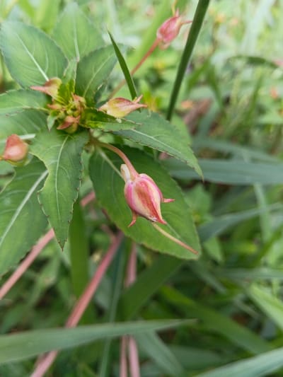 A cluster of green leaves surrounds unopened pink and white flower buds. The pointed leaves have distinct veins. One prominent bud is angled downwards, with its long, slender tip extending towards the bottom right. Other buds and leaf clusters are scattered, with blurred green grass filling the background. The light suggests an outdoor setting.
