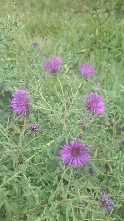 The image displays a close-up view of several vibrant purple aster flowers and their green foliage, set against a soft-focus background of grass. The flowers are in various stages of bloom, with some fully open and others in bud. The detailed texture of the petals and the delicate stems are visible, suggesting a natural, outdoor setting. The overall impression is one of natural beauty and a tranquil garden environment. No people or text are present in the image. The lighting appears to be natural daylight, perhaps during the daytime, with no strong shadows, indicating diffused light, possibly due to overcast conditions or being in shade. The scene is likely a garden or a meadow in Yangi Abad, Uzbekistan, given the provided location context. The colors are rich and inviting, evoking a sense of peace and serenity.
