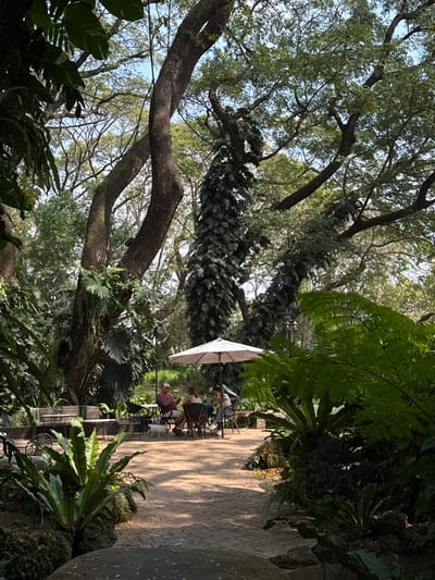 A sunlit outdoor cafe is nestled amidst lush greenery, including large trees and ferns. People sit at tables under a white umbrella. The cafe area is paved with patterned tiles. The scene conveys a peaceful, natural ambiance.