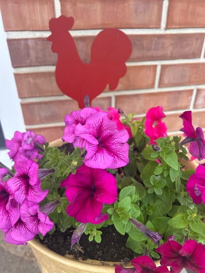 This is a medium-angle, close-up shot of a potted plant filled with bright pink and purple petunias. The flowers are in full bloom, with intricate dark purple veins visible on their petals. The plant is in a light-colored pot, which is slightly out of focus in the foreground. In the background, a red metal rooster silhouette is affixed to a textured brick wall. The wall is made of reddish-brown bricks with white grout lines. The scene appears to be outdoors, possibly on a porch or patio, given the brick wall and outdoor planter. There are no people or animals visible in the image. The location is not specified within the city of Agronom, Russia.
