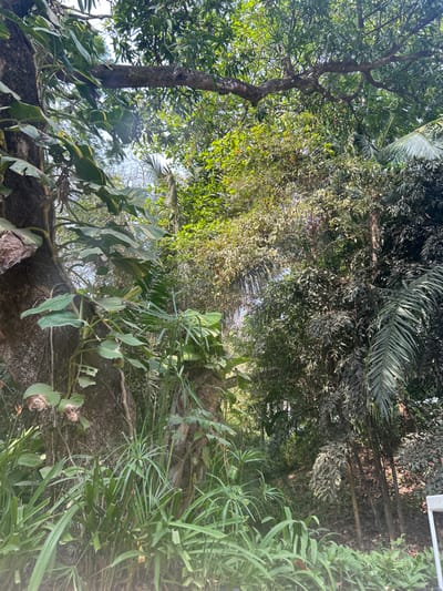 The image shows a dense jungle scene. The location is a forested area in the city of Santa Fe, Costa Rica, at the coordinates 9.645° N, 85.168° W. There are no people in the image. The scene is dominated by a large tree trunk in the foreground, with a thick growth of vegetation, including large leaves, vines, and grasses. The tree trunk is covered in moss and lichen, and the bark is rough and textured. Behind the tree trunk, there are numerous other trees and plants, creating a dense, impenetrable jungle. The trees are all covered in foliage, and their branches interlock, forming a leafy canopy overhead. The sunlight filters through the canopy, creating dappled patterns on the ground. The jungle floor is covered in fallen leaves, twigs, and other organic matter. The image captures a sense of the wild and untamed beauty of nature.