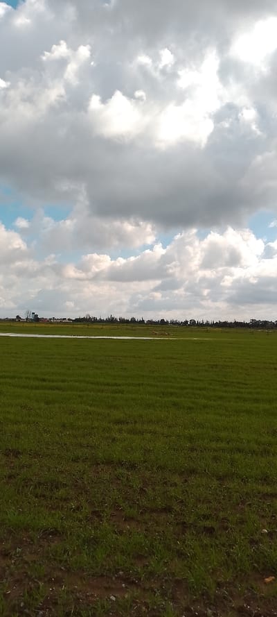 The scene depicts a wide, flat agricultural landscape under a partly cloudy sky in Oumazza, Morocco. The foreground and midground are dominated by a field of uniformly green, low-lying crops, likely young grain or grass, growing in distinct rows on dark brown soil. A horizontal strip of shallow standing water is visible across the midground, indicating a flooded area or water accumulation within the field. In the distant background, a dense line of dark green trees, possibly conifers, stretches horizontally across the horizon. To the far left background, a tall, slender water tower and several low-slung buildings with light-colored walls and reddish roofs are visible, suggesting a small settlement or farm structure. No individuals or specific actions are discernible within the frame. The sky above is largely covered by large, diffuse grey and white clouds, with patches of clear blue sky visible between them.