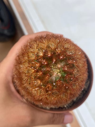The image shows a close-up, top-down view of a small cactus plant being held by a person's hand. The cactus is round with numerous sharp, reddish-brown spines and some lighter colored fuzzy bits. Small white flecks are visible among the spines, possibly remnants of water droplets or dried soil. The cactus is in a small, round, terracotta-colored pot filled with soil. The background is mostly out of focus, with a white surface on the left, possibly a table or windowsill, and a blurred horizontal line in the upper right. A portion of the person's hand and thumb is visible on the right side, supporting the pot. The lighting appears to be natural and soft, suggesting it might be daytime, with no strong shadows. The overall impression is a simple, domestic scene, possibly indoors or on a patio, focusing on the texture and detail of the cactus. No text is visible in the image. The location context of Zeneta, Spain is not visually evident within the image itself.