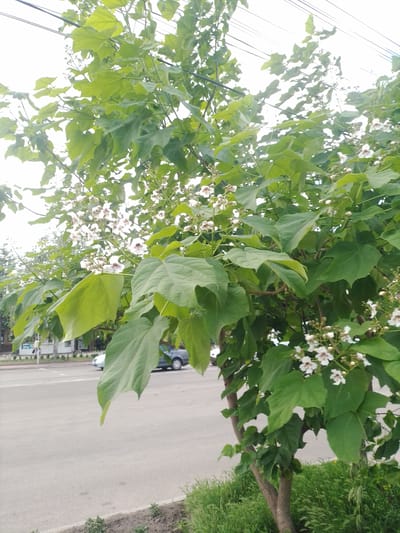 The image shows a catalpa tree with white flowers in bloom, situated on a sidewalk next to a street. The tree has large green leaves and is in the foreground, with its branches extending upwards and to the right. In the background, a street with asphalt pavement is visible, with two cars driving on it. Buildings and trees are also visible in the distance. The sky is overcast. The location is identified as Myrhorod, Ukraine.