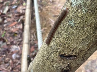 A centipede crawls along the rough bark of a tree branch. The centipede is elongated, with a light gray body and numerous segments. The background features leaf litter and blurred foliage, suggesting a forest or wooded area. A white rope runs parallel to the branch. The location is Tambon Thai Mueang, Thailand.