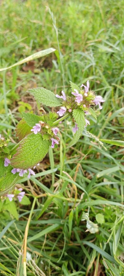 A close-up, slightly angled, vertical shot shows a flowering plant with small purple flowers and serrated green leaves. The plant is situated in a grassy, outdoor environment, likely in the village of Korzhi, Ukraine, given the provided context. The background is filled with out-of-focus green grass and some brown elements, suggesting a natural, uncultivated area. The lighting appears to be natural daylight. There are no people or animals visible in the image.
