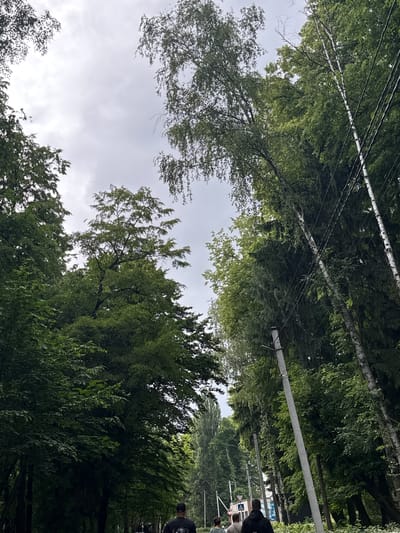 The image displays an outdoor scene, likely a tree-lined street or path, situated in Zviahel, Ukraine. The perspective is from a low vantage point, looking forward and upward. The sky is largely overcast, presenting as a light grey, and is visible through dense gaps in the overhead tree canopy.
The scene is dominated by abundant green foliage from numerous trees lining both sides of the visible pathway. On the right side of the image, several tall trees with distinctive white bark, consistent with birch trees, stand prominently. Parallel to the path on the right, multiple grey concrete utility poles are visible, with black electrical or communication wires strung horizontally between them and through the tree canopy.
In the lower portion of the image, four individuals are observed walking away from the camera. The person closest to the foreground on the right is wearing a black t-shirt with a white graphic on the back, possibly a skull design, and a black baseball cap. Adjacent to them, another individual is seen in a dark-colored hoodie. Further to the left, a third person is wearing a lighter-colored top, which appears to be green or grey. A fourth, less distinct figure is also visible further down the path on the left side.
The path recedes into the distance, bordered by more trees, including some taller, denser trees in the background. A partial view of a blue billboard or sign is discernible on the distant left side of the path, near a white triangular road sign featuring a pedestrian crossing symbol. The overall environment suggests a verdant, semi-urban or park-like setting under a cloudy sky.