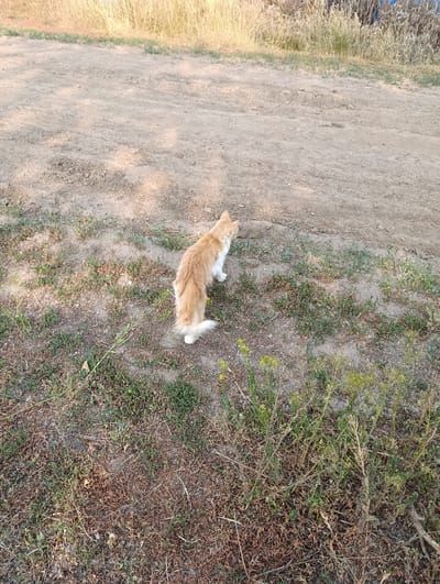 An adult, long-haired, ginger and white cat is standing on a dirt path in an outdoor setting. The cat is facing away from the camera, looking towards the right side of the frame. Its tail is bushy and held upright. The ground is a mix of dirt and dry grass with some patches of green vegetation. In the background, tall, dry grass is visible, and to the far right, a portion of a blue object, possibly a structure or vehicle, can be seen. The lighting suggests it is daytime. The location is the city of Қызылжар, Kazakhstan.