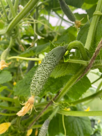 This is a close-up, eye-level shot of a young cucumber plant in what appears to be a greenhouse or an outdoor garden. The primary subject is a small, immature cucumber with a bumpy texture and fine hairs. It is attached to a green vine, which is supported by twine. The cucumber has a withered yellow flower at its base. The background is filled with lush green foliage, other developing cucumbers, and yellow flowers, suggesting a healthy, growing plant. The lighting is natural and bright, indicating daytime. There are no people or animals visible in the image. The scene is peaceful and indicative of agricultural activity. The location is stated to be Narynk, Russia, implying this is a snapshot of local produce or cultivation.