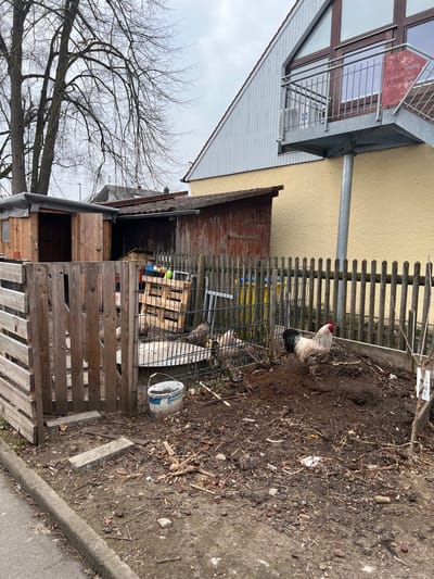 This image depicts an outdoor scene in Benningen, Germany, characterized by a chicken run and adjacent structures under an overcast sky.

In the foreground, a dirt and mud ground surface is visible, strewn with fallen leaves, twigs, and small nuts/seeds. A concrete curb separates this area from an asphalt road or path on the far left. Two rectangular concrete slabs are partially embedded in the dirt near a wooden gate.

The mid-ground features a rustic chicken enclosure defined by a wooden slatted fence on the left and a vertical picket fence on the right. Inside the enclosure, a white and black rooster with a red comb stands prominently on a small mound of dark earth on the right. Further back within the enclosure, several brown and grey chickens are observed near a metal grate and a blue and white plastic bucket on the ground. Behind the chickens, stacked wooden pallets and various items are visible.

In the background, two bare deciduous trees with extensive branch networks rise on the left against the dull sky. Immediately behind the chicken run, two wooden sheds are situated. The left shed has a dark tarp covering its roof and an open wooden door. The right shed is older, featuring reddish-brown weathered wood and a gabled roof. To the right, a larger light-yellow building with a prominent gabled roof and light grey siding on its upper facade is present. An external metal staircase with a landing, grey railings, and a single supporting metal pole is affixed to this building, leading to an upper-floor entrance. A red sign with partially visible white text, "enkipelle ingen," is attached to the staircase railing or adjacent wall.