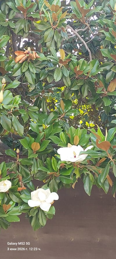 The image captures a vibrant close-up of a blooming Magnolia tree, likely a Southern Magnolia (Magnolia grandiflora), with lush green foliage and several large, white flowers. The leaves are prominent, displaying a glossy dark green on their upper surface, with some showing their characteristic rusty brown, velvety undersides, particularly on younger leaves or buds. Intricate branches and twigs are visible throughout the dense canopy, with bright sunlight filtering through the leaves, creating dappled patterns of light and shadow, suggesting a sunny daytime.

Multiple white, cup-shaped Magnolia blossoms are visible. One prominent flower is in the upper right quadrant (when viewed upright), its petals fully open to reveal a central cluster of yellow stamens and a reddish pistil. Another large flower is partially visible in the lower right, and a smaller bud or opening flower is present near the bottom center.

The right side of the image features a dark, solid background, likely a wall or fence, against which the bright flowers and green leaves contrast sharply. This background appears uniform, with minimal texture. The image was captured in Canals, Spain.

Visible text is present on the dark background, oriented vertically along the right edge of the original image (which appears horizontally in an upright view). It reads: "Galaxy M52 5G" indicating the camera used, and "3 июня 2026 г. 12:23 ч.", which translates from Russian to "June 3, 2026, 12:23 PM".