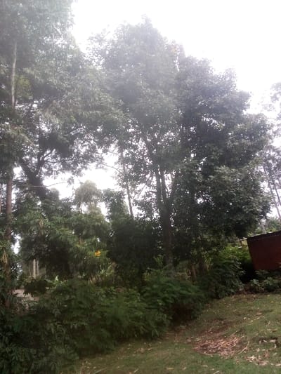 A lush green landscape showcases a dense collection of trees. A building with a brick exterior is positioned on the right, partially obscured by foliage. The trees vary in size and shape, with tall trunks and full canopies. A variety of green shrubs and plants create a dense undergrowth. The sky is overcast, casting a soft light on the scene.