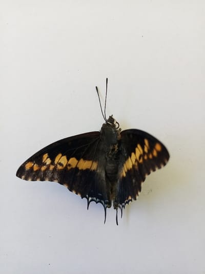 The image presents a close-up view of a deceased butterfly, displayed against a plain white background. The butterfly lies on its back, with its dark body and head visible between its spread wings. Its antennae are upright and clearly discernible.

The wings are predominantly dark brown or black, featuring striking, irregular bands of bright yellow-orange markings. These patterns are prominent on both the forewings and hindwings. The outer edges of the hindwings exhibit a somewhat jagged or scalloped outline, with several short, tail-like extensions. The butterfly's body appears to be in a dried or desiccated state, consistent with a dead specimen.

There is no activity occurring in the image, as the butterfly is inanimate. The stark white background provides no environmental context, such as time of day, weather, or specific location cues beyond the object itself. The setting appears to be an artificial environment, possibly for specimen documentation. No text is visible in the media file. This image was captured in Maputo, Mozambique.