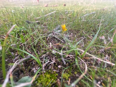The image depicts a low-angle, ground-level view of a natural outdoor environment in Qoraobdol QFY, Uzbekistan. The central subject is a single, yellow, crocus-like flower, approximately 3-4 centimeters in height, with its petals partially closed, positioned slightly to the right of the image's center. The foreground and midground are composed of dense green grass blades, interspersed with patches of bright green moss, dried brown grass, and small organic debris such as twigs and dried leaves. The ground surface is uneven. The background is an out-of-focus expanse of green and brown tones, consistent with a field or pasture. No individuals, animals, or man-made structures are distinctly visible. The scene is illuminated by diffuse natural light.