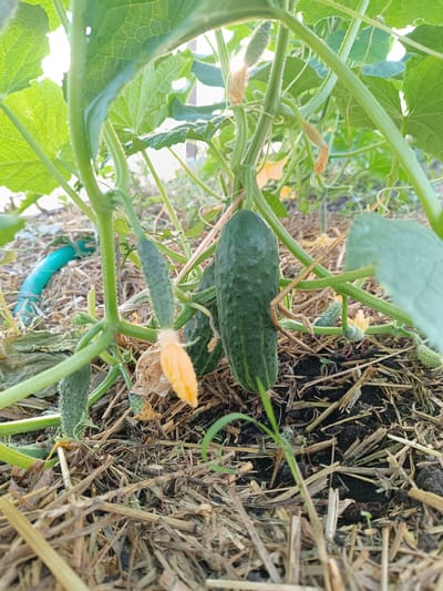 This is a close-up, ground-level photograph taken in Verkhnie Chershily, Russia, capturing a cucumber plant growing amongst straw mulch. The image focuses on a mature cucumber on the right, with several smaller cucumbers and yellow flowers visible on the vine. The plant's green stems and leaves are prominent, with a bright blue garden hose partially visible in the background on the left. The scene depicts a garden environment with dark soil and dried plant matter on the ground.