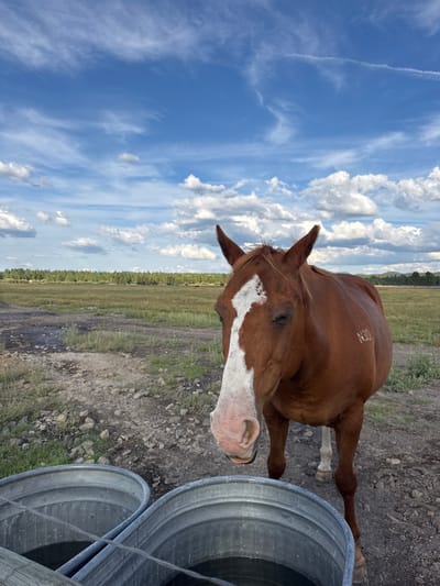 The image displays a chestnut horse, marked with a prominent white blaze on its face and the alphanumeric "N30" on its right flank, positioned in the foreground. Its eyes are partially closed, and a water droplet is visible at its pink muzzle. The horse stands adjacent to two galvanized metal water troughs, both partially filled with water, and separated by a wooden fence post and wire. The immediate ground consists of dry earth and scattered gravel. In the mid-ground, a wide, open grassy meadow extends to a dense treeline of conifer forests. Beyond the treeline, a subtle range of hills or mountains is visible on the distant horizon. The sky overhead is blue with scattered white cumulus and cirrus clouds. This scene is situated in the natural environment typical of Sunriver, Oregon, United States, characterized by open meadows and surrounding pine forests.