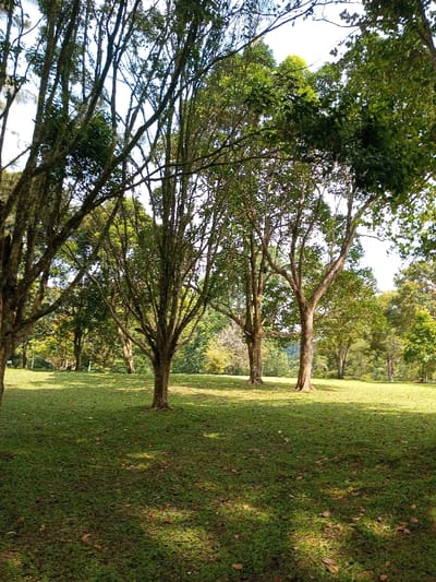 The image captures a serene outdoor scene, likely a park or an expansive garden, located in New Serchhip, India. The foreground and midground feature a gently sloping, well-maintained grassy expanse, dotted with numerous mature trees. These trees have varied trunk sizes and intricate branching patterns, with some branches appearing to have moss or epiphytes, consistent with a tropical or subtropical climate. The lush green grass shows patches of sunlight and distinct shadows cast by the overhead tree canopy, indicating a clear, sunny day, likely during the late morning or early afternoon.

No people or animals are visible, suggesting a tranquil and undisturbed environment. The background reveals more dense foliage and trees, hinting at a larger wooded area beyond the clearing. The overall impression is one of natural beauty and peacefulness, suitable for relaxation or quiet contemplation. There is no visible text or specific activity taking place; the image focuses on the natural landscape.