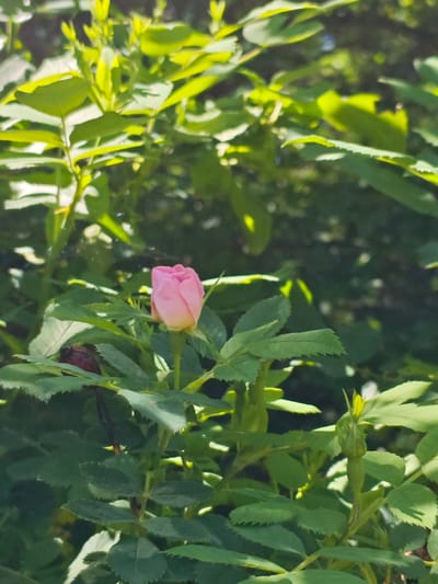 The image features a close-up of a light pink rosebud amidst green foliage. The bud is upright and appears to be on a stem surrounded by leaves. Other rosebuds are observed in the photograph. The context or location within the city of Svobody, Russia, is not discernible from the image.