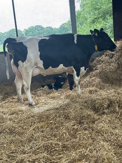 The image depicts a barn scene in Wilhelminaoord, Netherlands, with a large black and white cow and a calf resting on a bed of straw. The cow is facing to the right and is partially obscured by a pile of hay. It has a yellow tag on its ear with the number "219" visible. The calf is lying down to the left of the cow, also on straw, and is mostly black with white markings. The barn appears to have an open side with netting or fencing, allowing natural light to enter and providing a view of green trees and foliage outside. The overall environment suggests a farm or agricultural setting.