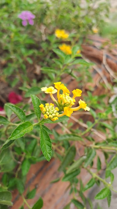 In Julikeu Keude Dua, Indonesia, a close-up shot captures a cluster of small yellow flowers in bloom. The flowers are grouped together on a green stem with serrated leaves. The background is softly blurred, showing hints of other foliage in shades of green and a few blurred purple and yellow flowers. The ground appears to be a mix of dirt and some brown, textured material, possibly wood or dried leaves. The lighting is natural, suggesting an outdoor setting during the daytime.