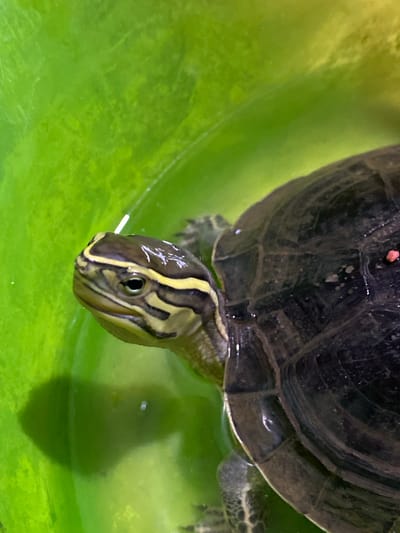 A close-up, high-angle shot captures a turtle in a bright green container. The turtle's head is angled to the left, with its eye visible. Distinct yellow stripes run across its head and down its neck. The shell of the turtle, primarily dark brown and segmented, is partially visible on the right side of the frame. A small, pink speck, possibly food, is located on the shell. The background is dominated by the vibrant green of the container, with reflections and subtle variations in shade indicating the presence of water. The scene is devoid of any human presence or indication of its specific location within Blangkabu, Indonesia.