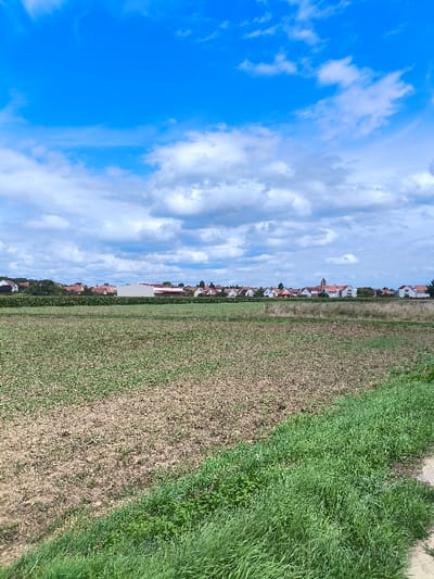 The image depicts an agricultural field transitioning into a residential area in Oberschaeffolsheim, France, under a sky with scattered clouds. In the foreground, a large, level field of tilled soil is visible, with sparse, low green vegetation spread unevenly across its surface. The lower right edge of the field is bordered by a distinct strip of dense, taller green grass. In the midground, a line of taller, mature green crops, likely corn, forms a horizontal band across the scene. Beyond this, in the background, a cluster of residential and commercial buildings with predominantly red-tiled roofs constitutes a village or town. A prominent reddish-orange church steeple is visible among these structures towards the right side of the background, and a larger, light-colored building with a dark roof stands to the left. The upper half of the image is dominated by a bright blue sky with numerous white cumulus clouds distributed across it. No individuals or active subjects are present in the scene.