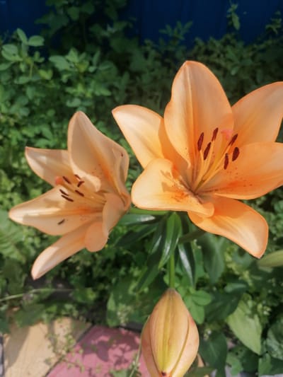 In Starye Igiti, Russia, this image captures a close-up view of orange lilies against a backdrop of lush green foliage and a dark blue fence. The foreground features three lily blossoms and one bud. Two of the fully bloomed lilies are positioned prominently, showcasing their delicate petals and dark stamens. The third lily, partially visible, is angled to the left. A single, closed lily bud is situated at the bottom right of the frame, with its petals tightly furled. The surrounding environment is characterized by dense green leaves and plants, suggesting a garden setting. The dark blue fence in the background provides a stark contrast to the vibrant orange of the flowers, grounding the scene and hinting at a man-made element within the natural landscape. The lighting suggests it is daytime, with soft shadows indicating the sun's presence.