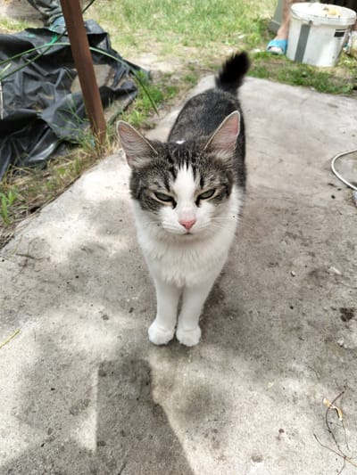 A tabby and white cat stands on a concrete surface, looking directly at the camera with a slightly narrowed gaze. The cat has green eyes, a pink nose, and white fur on its chest and paws. Its tail is black and bushy, and it is positioned upwards. The background shows patches of grass, a black tarp, a metal pole, and a white bucket in the distance. A person's legs, wearing blue sandals, are visible in the upper right corner, near the bucket. The scene appears to be outdoors, possibly in a yard or alleyway in the city of Shchastia, Ukraine. The lighting suggests it is daytime, with shadows cast on the concrete.