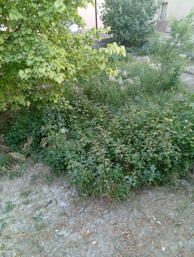 The image depicts an overgrown outdoor area with dense vegetation. In the foreground, a patch of dry, dusty ground is visible, with some scattered dry grass and small green shoots. A dense collection of various green plants, some with seed heads or flower stalks, occupies the midground. To the left, a tree with light green, heart-shaped leaves overhangs the scene. In the background, there are hints of buildings and more trees, suggesting an urban or suburban setting. The lighting appears to be natural daylight, possibly overcast, as there are no strong shadows. The overall impression is one of neglect or wild growth in an undeveloped area within the city of Shofirkon, Uzbekistan. There are no people or animals visible in the image.