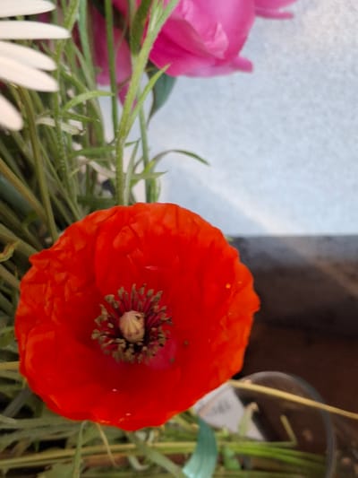 A close-up shot shows a bright red poppy in the foreground. The poppy's petals are soft and delicate, with a slightly ruffled texture. In the center of the flower, there is a cluster of dark stamens surrounding a pale yellow pistil. The poppy is surrounded by green stems and leaves, some of which are out of focus. In the background, a blurry pink flower and a white speckled surface are visible, suggesting it may be a bouquet of flowers arranged indoors. The overall lighting is soft and natural, creating a gentle atmosphere. The image was taken in Lēdmane, Latvia.