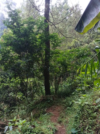 The image depicts a dense, verdant forest scene in Na Sangkham, Laos. A narrow, reddish-brown dirt path, partially covered by green vegetation, meanders from the lower center towards the midground. A prominent tree with a dark, textured trunk stands centrally in the midground, surrounded by various smaller trees and dense undergrowth. In the upper right quadrant, a large, light-green banana leaf is partially visible, extending into the frame. The background is characterized by a thick canopy of trees with lighter foliage, suggesting a continuous forest extending into the distance under an overcast or hazy sky. No individuals, animals, or active subjects are present.