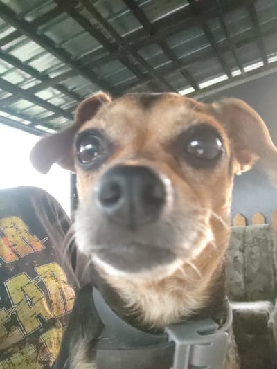 The image is a close-up, low-angle shot of a small dog with tan and brown fur. The dog's face is prominently featured, with its nose very close to the camera, creating a slightly distorted perspective. Its eyes are dark and reflective, and one of its ears is perked up while the other is flopped down. The dog appears to be wearing a light-colored collar.
In the background, to the left of the dog, a portion of a black t-shirt is visible with bold, distressed text that appears to read "PSYCHO" in yellow and orange lettering. To the right and behind the dog, there is a dark, slatted structure, possibly a fence or a crate, with some light filtering through the gaps. The overall lighting suggests it could be daytime, with bright light coming from above. The setting appears to be outdoors or in an area with natural light. There are no clear indications of specific weather conditions, but the light suggests a clear day. The dog's expression is one of curiosity or playfulness, as it seems to be looking directly at the camera. The context provided indicates the location as Kochmar, Bulgaria.