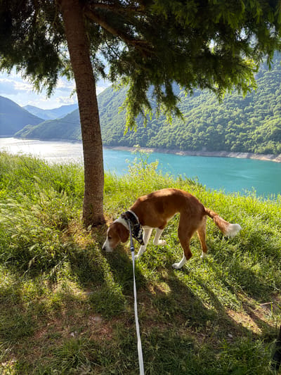 A medium, eye-level shot shows a brown and white dog sniffing the base of a tree on a grassy slope near a body of water. The dog is wearing a black and white patterned collar and is attached to a white leash. The tree is green, and the body of water is bright turquoise. The grassy slope appears to be along a hillside, as there is a forest in the background. The sun is shining. This photograph may have been taken at Plužine, Montenegro, given the environmental and topographic details.