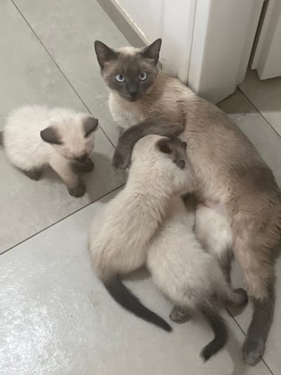 A Siamese cat is lying down on a tiled floor in Ceraso, Italy, with three kittens clustered around her. Two of the kittens are actively nursing, while a third kitten is looking down at its paws. The mother cat has blue eyes and a light brown coat with darker points on its face, ears, paws, and tail. The kittens are mostly light cream-colored with darker points, and they appear to be very young. The environment appears to be indoors, possibly a home, with a light-colored wall visible in the background. The overall scene depicts a moment of maternal care and nurturing.