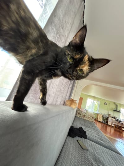 The media file shows a low-angle, wide-shot of a tortoishell cat in a domestic setting, possibly a living room. The cat is in the foreground, with its head and upper body angled towards the camera. It has green eyes and distinctive tortoiseshell markings of black, brown, and orange. The cat is on all fours, with its front paws resting on a light gray, quilted sofa. Its body extends out of frame to the left, and its paws appear to be clawing or gripping the edge of the sofa.

The sofa dominates the right and middle portions of the frame. In the background, to the left and behind the cat, is a light-colored curtain or window treatment, suggesting a window is nearby. Further in the background, through a large window or glass partition, an interior of another room is visible. This room appears to be a kitchen or workshop area, with counters, cabinets, and some industrial-looking equipment mounted on a pale green wall. A clock on the wall shows it is approximately 10:00. Through the windows of this room, daylight can be seen, indicating it is daytime. There is also another, smaller, light orange cat visible in the background, sitting on the sofa and facing away from the camera.

On the sofa, to the right of the foreground cat, are a few dark-colored items, possibly clothing, and a mobile phone. The overall lighting suggests it is a well-lit indoor environment during the day. The cat in the foreground appears alert and possibly playful or curious, given its gaze and posture. No text is visible in the media file. The location context provided is Sibay, Russia.