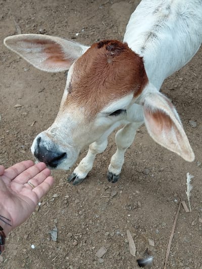 In Blang Pohroh, Indonesia, a young bovine calf with a white body and a reddish-brown head approaches an outstretched human left hand on dry, light-brown soil. The calf, positioned centrally, has a dark muzzle and large, light-colored ears, and its front legs with dark hooves are visible. The human hand, located in the lower-left foreground, is palm-up with an open gesture; a gold-colored ring is on its ring finger and a dark bracelet is on the wrist. The calf's nose is in close proximity to the palm, indicating an interaction such as sniffing or seeking contact. The ground is sparsely covered with small pieces of dried leaves, twigs, and feathers.