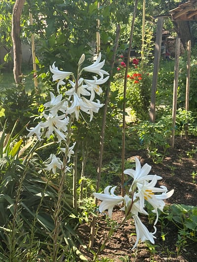 A collection of white lilies are blooming in a garden on a sunny day. The lilies have long, trumpet-shaped petals and bright yellow stamens. They are growing on tall, slender stems, some of which are supported by wooden stakes and twine. In the background, there are other plants, including some red flowers, and a wooden structure that appears to be part of a fence or trellis. The ground is covered with dark soil and some green foliage. The scene suggests a tranquil and natural setting, likely a home garden in Kosharevo, Bulgaria. The sunlight filtering through the leaves creates a dappled effect, indicating it is likely late morning or early afternoon. There is no visible text in the image.