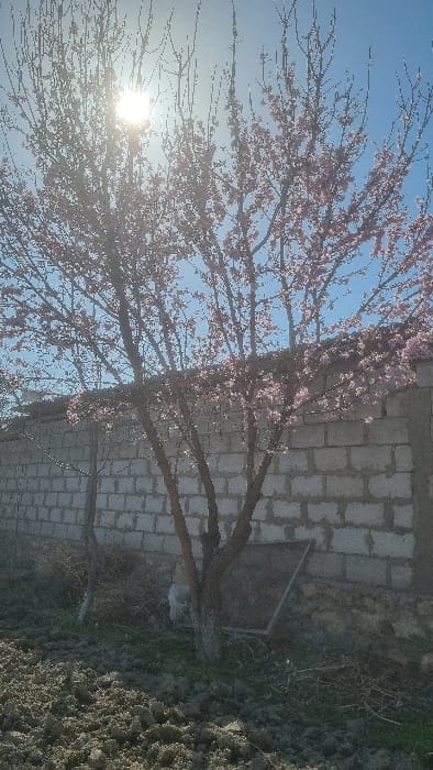 The image displays an outdoor scene in Yangi-Khayat, Uzbekistan, under a clear blue sky with a visible sun flare in the upper left quadrant. A deciduous tree, extensively covered in small pink blossoms, dominates the central frame, its bare branches fanning outwards. The lower portion of the tree's main trunk shows evidence of whitewash. To the left of this primary tree, a slender, bare sapling stands. A light-colored concrete block wall forms the background, running horizontally across the frame. The ground in the foreground consists of disturbed, tilled earth with sparse patches of green vegetation. A dark, rectangular panel leans against the concrete wall near the base of the central tree on the right side. A small, light-colored object is partially visible near the base of the main tree, adjacent to the wall. No individuals are present.