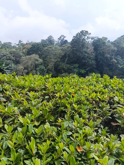 This image depicts a natural outdoor scene in the city of Soibada, East Timor. The foreground is dominated by a dense arrangement of small-leaved green shrubs, likely a cultivated hedge or natural bush, occupying approximately the lower two-thirds of the frame. The leaves are predominantly bright to medium green, oval-shaped, and appear healthy, though some individual leaves exhibit minor yellow or brown discoloration. In the midground and background, a dense, verdant forest or jungle occupies the remainder of the landscape, characterized by numerous trees of varying heights and species, displaying a range of green hues. The uppermost portion of the image shows a cloudy sky with patches of bright white and light grey. No individuals, animals, or man-made structures are visible.