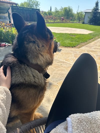 The image shows a German Shepherd dog being petted by a person sitting in a chair. The dog is wearing a brown leather collar. The person is wearing black leggings and a white, fuzzy sweater. They are sitting on a patio paved with flagstones. In the background, there is a lawn, trees, and a building. The location is Mechkarevo, Bulgaria.