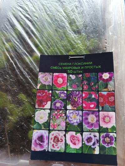 This is a photograph of a packet of Gloxinia seeds, with the packet itself is partially obscured by a clear plastic covering that appears to be slightly damp. The packet has a black background with text in green and white. The text reads "СЕМЕНА ГЛОКСИНИИ" which translates to "Gloxinia seeds". Below this, it says "СМЕСЬ МАХРОВЫХ И ПРОСТЫХ" meaning "Mix of double and single". Finally, it states "50 ШТУК", indicating "50 pieces". The lower portion of the packet features a grid of small photographs showcasing various colorful Gloxinia flowers, in shades of pink, purple, and red, with some also featuring white or yellow centers. The background of the image appears to be a natural setting, possibly a garden or greenhouse, with blurred green foliage visible through the plastic. The overall impression is one of a product display for gardening enthusiasts, with the vibrant flower images intended to attract attention. The damp plastic suggests it might be stored in a humid environment or has been exposed to moisture. No people are visible in the image.