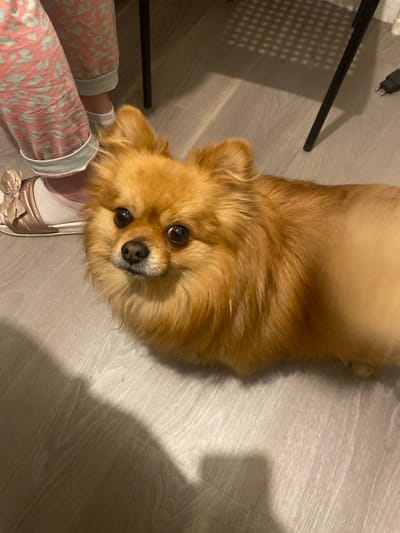 In an indoor setting in Oberhausbergen, France, a small, reddish-brown dog with fluffy fur around its head and a partially shaven body faces the camera directly, its dark eyes prominent. To the left of the dog, the lower legs and feet of a person are visible. The person wears light pink pajama pants with a patterned design and light blue cuffs, white socks, and a light pink flat shoe adorned with a large bow. Two black metal chair legs are present in the background, along with a black electrical plug on the light-colored wooden or laminate floor. Distinct shadows are cast on the floor.