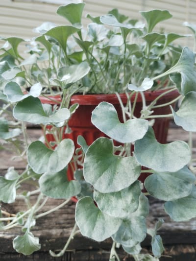 A close-up, eye-level shot shows a potted plant with silver-green, heart-shaped leaves on a wooden surface. The plant is in a dark red plastic pot and the background consists of a light-colored, horizontal-slatted wall. The scene is outdoors, on a wooden deck or table. No people are visible. The image was taken in Lagerevo, Russia.