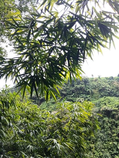 The scene depicts a dense natural environment in Anouvong District, Laos. The upper and mid-ground are filled with a thick canopy of vibrant green bamboo leaves and branches, backlit by a bright, diffused sky, suggesting daylight conditions. Shadows are cast by the overlapping foliage. Below the immediate bamboo canopy, a verdant understory of bamboo shoots and other leafy green vegetation is present. The background reveals a steep, heavily vegetated hillside, covered with diverse plant life including numerous ferns and broad-leaved species. No persons or artificial structures are observed.