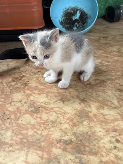 A small kitten is lying on a surface with a marbled pattern. The kitten has white, gray, and tan coloring. A blue bowl containing dark material is partially visible to the left of the kitten. An orange bucket and black material are also partially visible in the lower left corner. The location is Goren Chiflik, Bulgaria.
